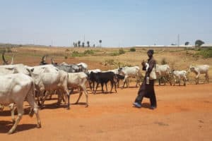 A Fulani herdsman